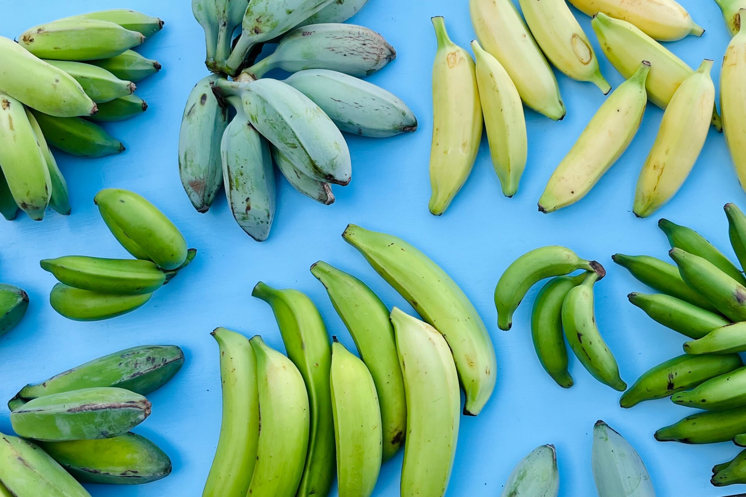 Bananas – Farm Link Hawaiʻi