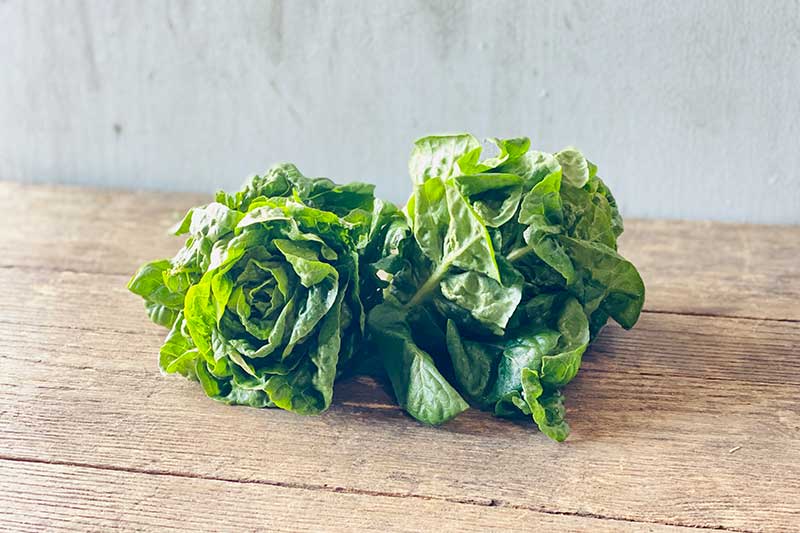 Aquaponic Mini Romaine Lettuce