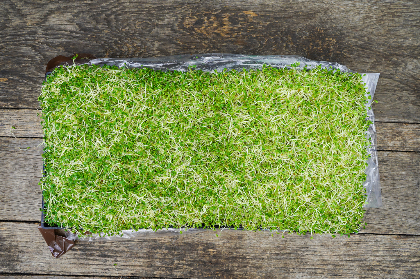 Clover Sprouts 5lb Tray