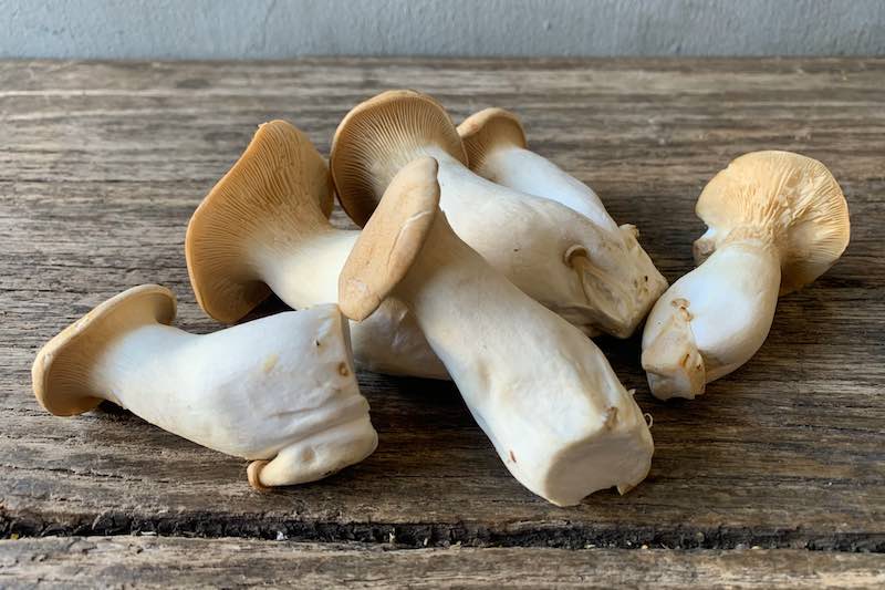 Aliʻi Mushroom (Wholesale)