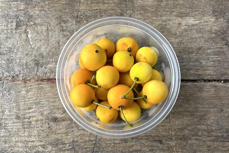 Lemon Drop Mangosteen – Farm Link Hawaiʻi