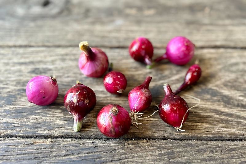 Organic Purplette Onion Bulb