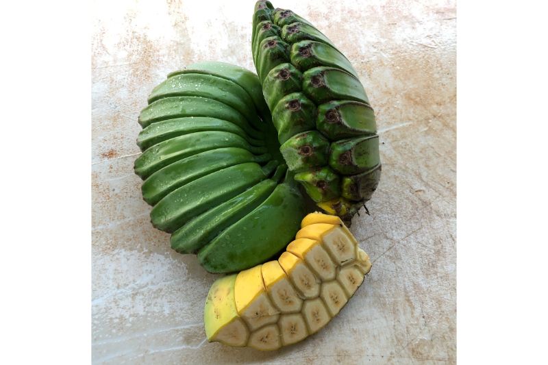 praying hands banana plant for sale Organic Praying Hands Banana