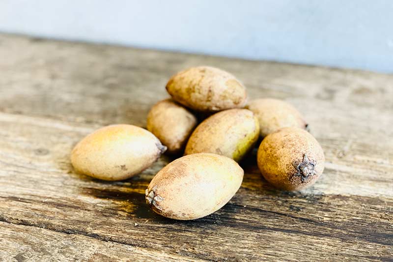 Sapodilla – Farm Link Hawaiʻi