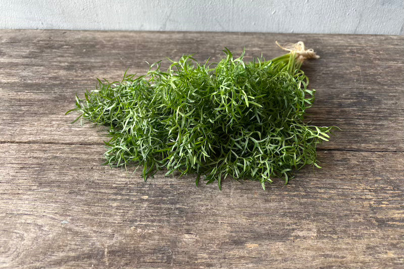 Organic Delfino Cilantro