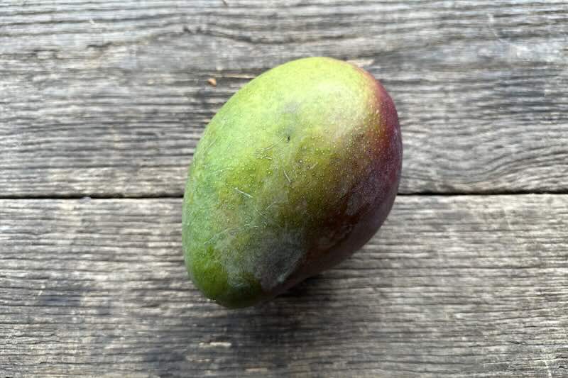 Tommy Atkins Mango Bulk