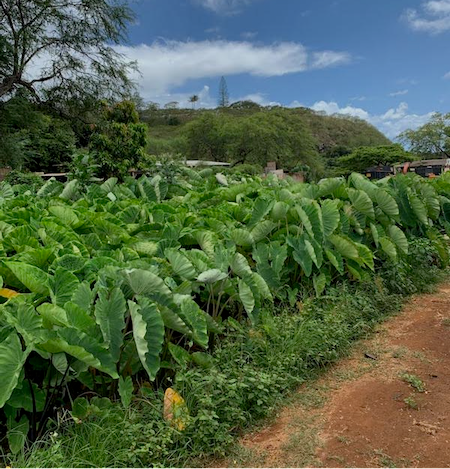 Kahuwai Farm