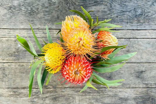 5 Stem Protea Bouquet