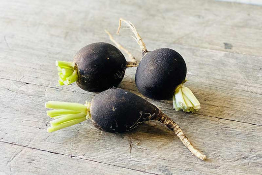 Black Radish