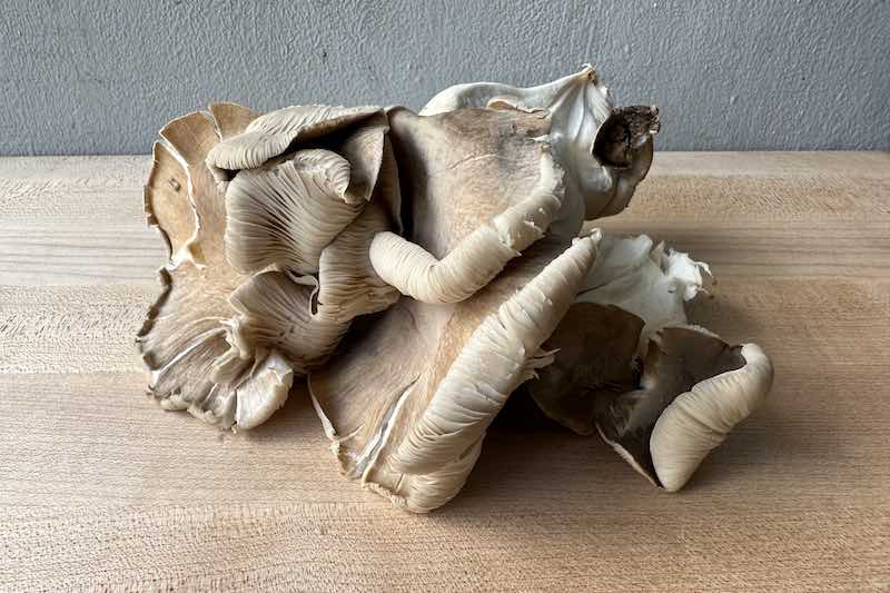 Black Pearl Oyster Mushroom