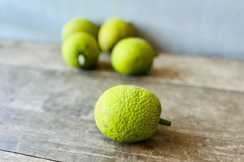 ʻUlu (Breadfruit)