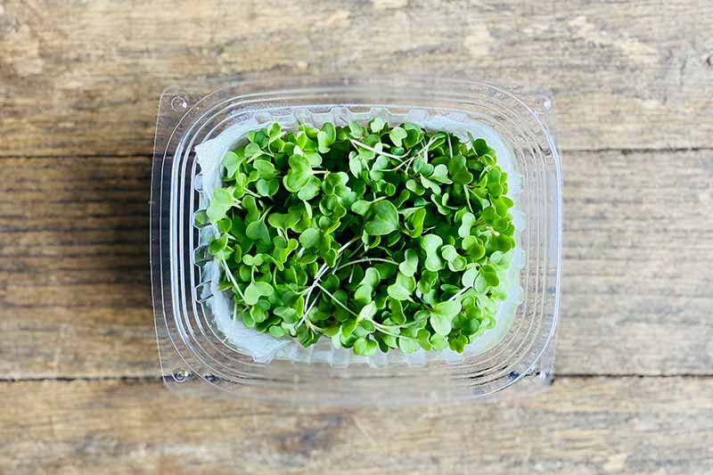 Broccoli Microgreen