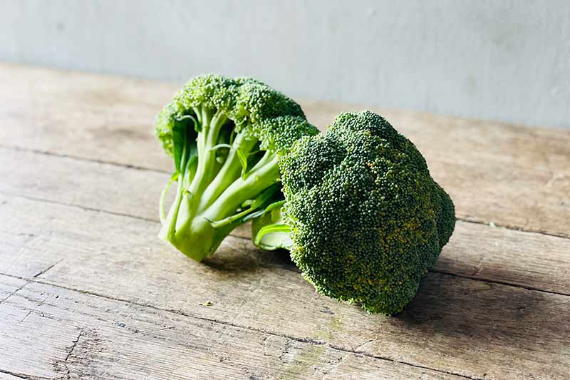 Broccoli – Farm Link Hawaiʻi