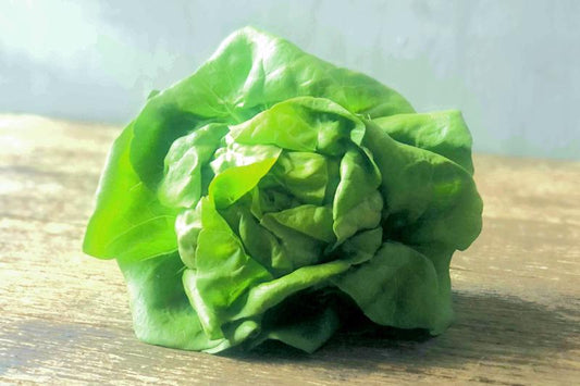 Butter Lettuce