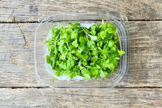 Cilantro Microgreen