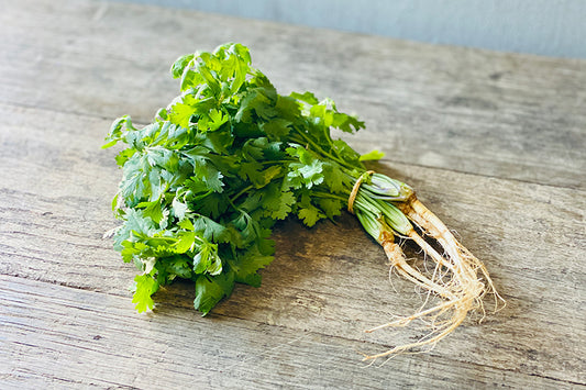 Cilantro