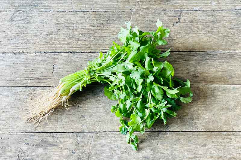 Organic Cilantro (Wholesale)