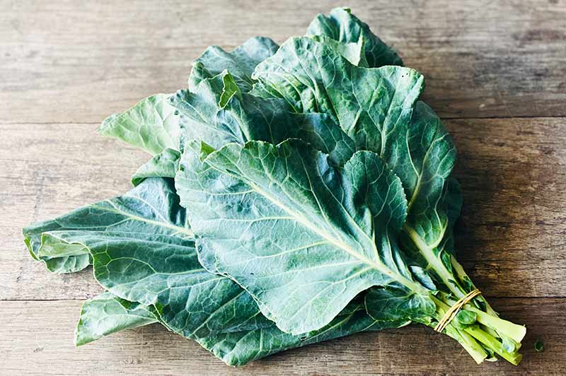 Organic Collard Green