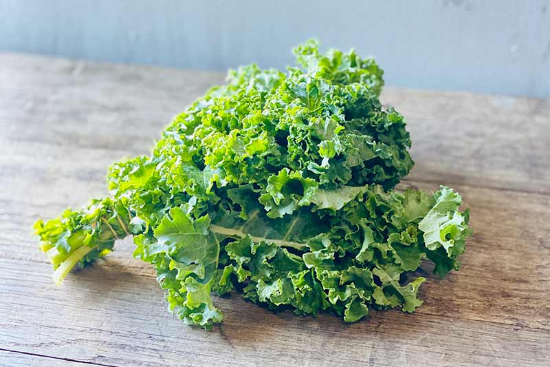 Curly Kale