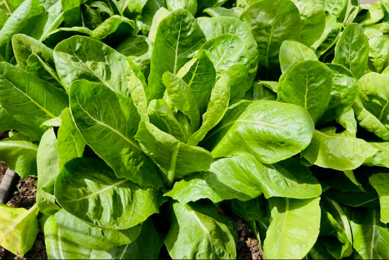 Organic Spinach Lettuce