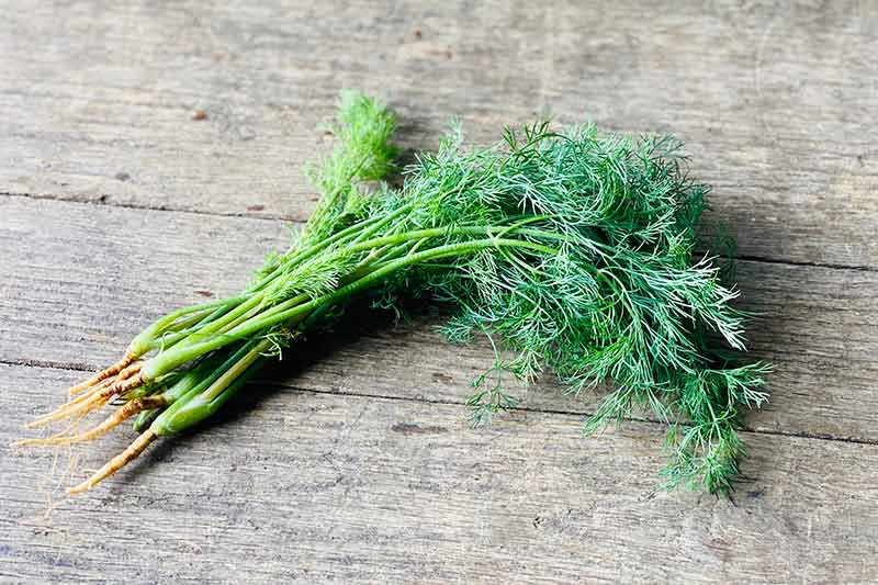 Organic Dill