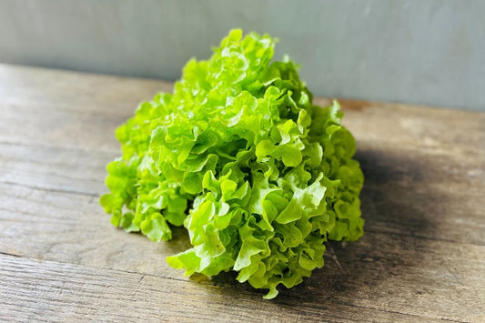 Encino Lettuce