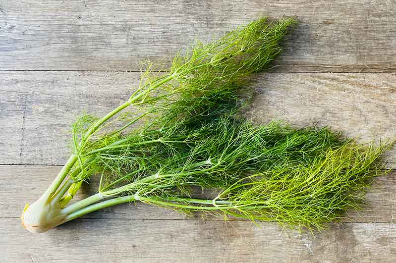 Fennel