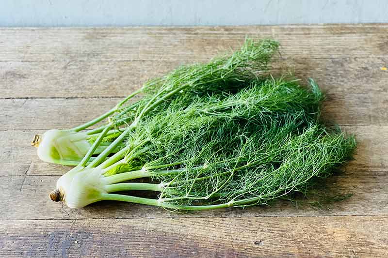 Organic Fennel