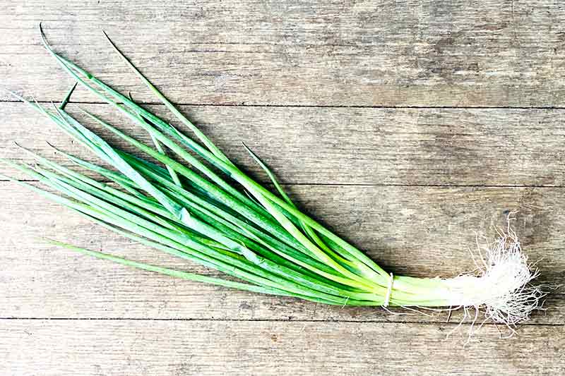 Green Onion