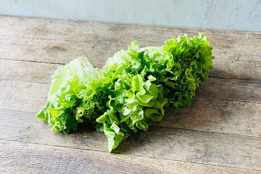 Aquaponic Green Leaf Lettuce