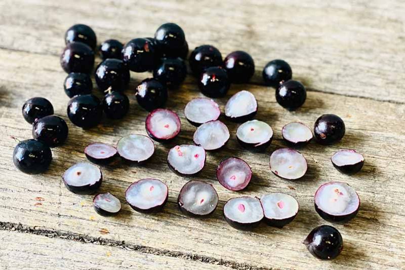 Jabuticaba