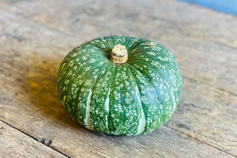 Kabocha Squash