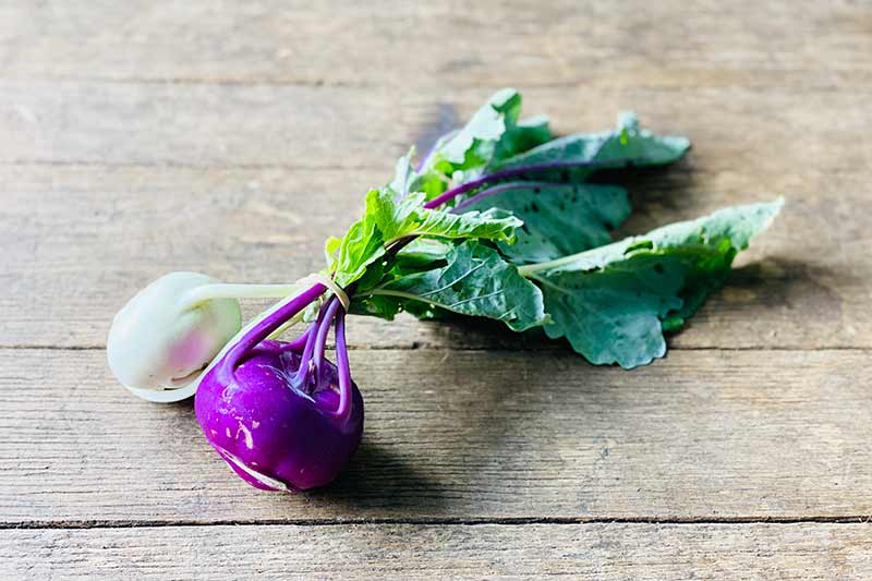 Kohlrabi