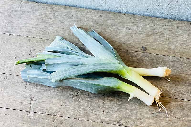 Leek