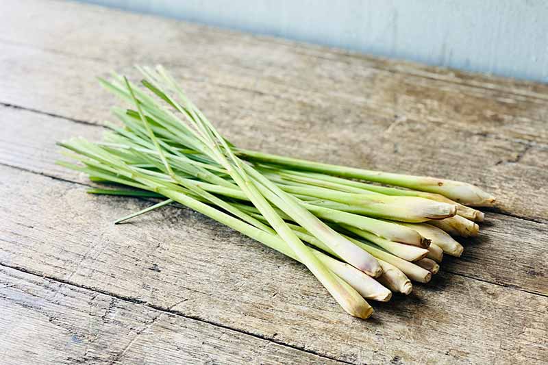 Lemongrass