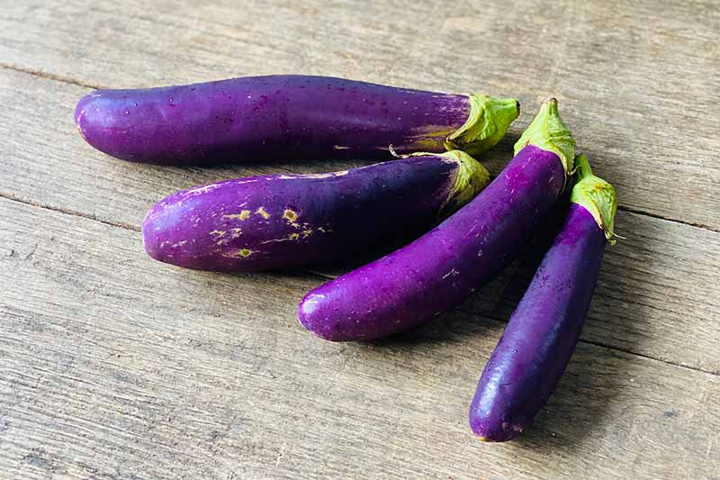 Long Eggplant