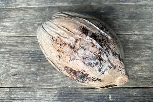 Mature Brown Coconut