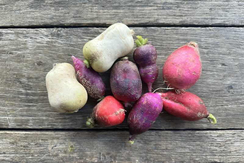 Organic Radishes