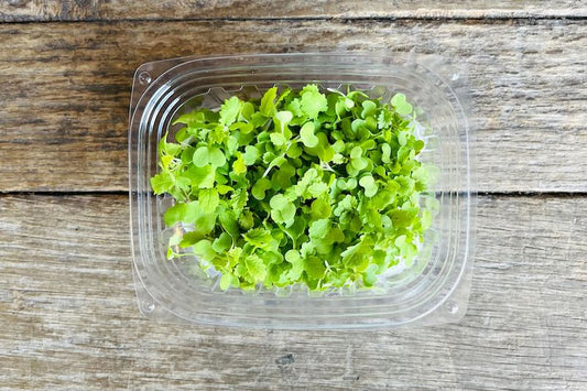 Mustard Microgreen