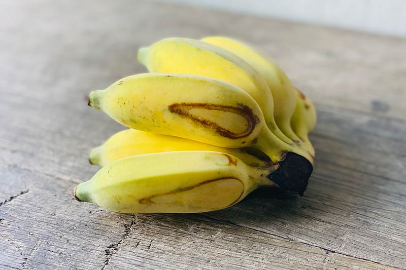 Organic Namwah Banana (Wholesale)