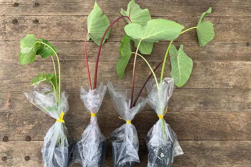 Kalo Rind Organic Kalo Starter Plants – Farm Link Hawaiʻi
