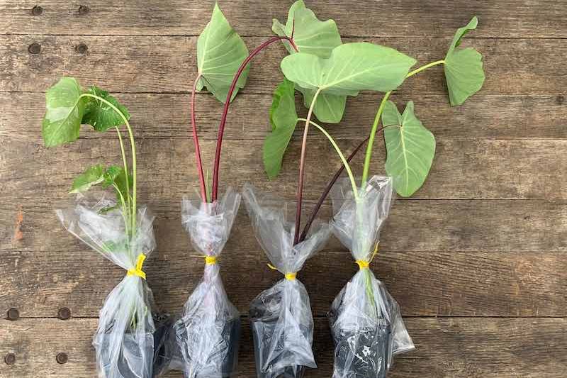 Organic Kalo Starter Plants