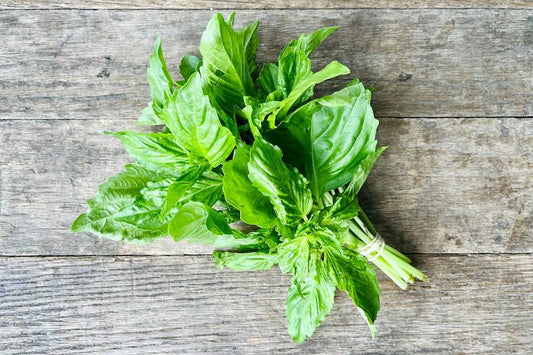 Organic Italian Basil