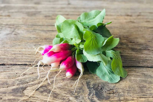 Organic French Breakfast Radish, With Tops