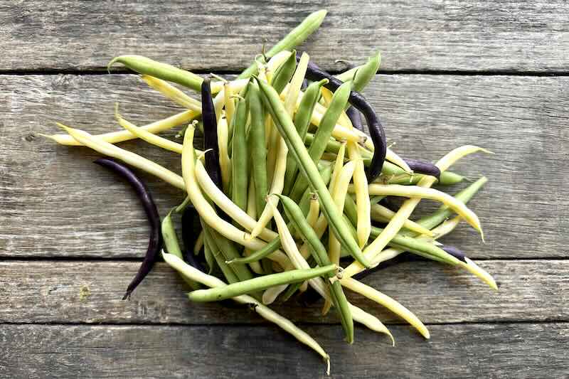 String Bean Stalk Organic Rainbow String Bean – Farm Link Hawaiʻi