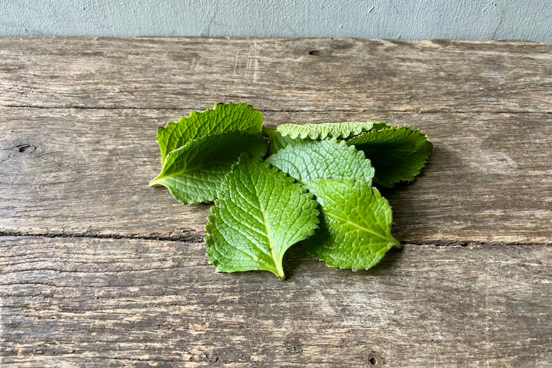 Organic Cuban Oregano