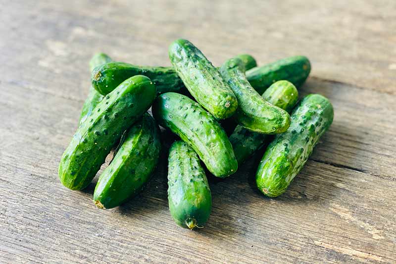 Pickling Cucumber