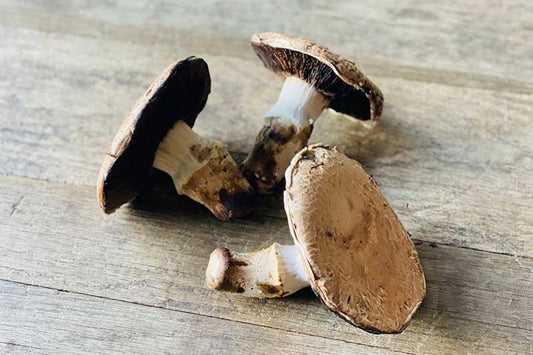 Organic Tūtū Portabella Mushroom