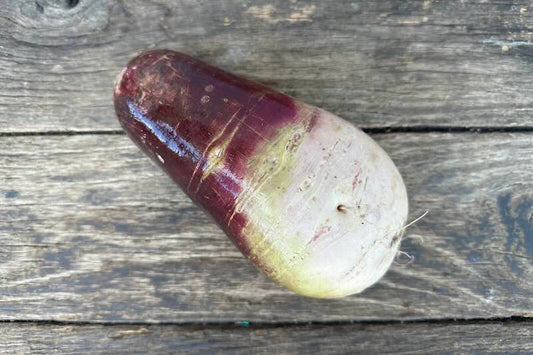 Organic Purple Daikon