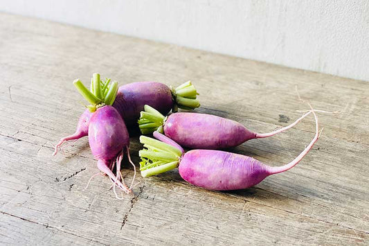 Purple Daikon